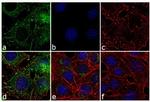 Leptin Antibody in Immunocytochemistry (ICC/IF)