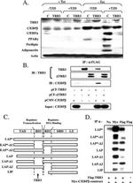 Adiponectin Antibody in Western Blot (WB)