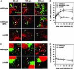 beta COP Antibody in Immunocytochemistry (ICC/IF)