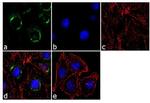 beta COP Antibody in Immunocytochemistry (ICC/IF)