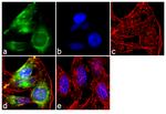 EEA1 Antibody in Immunocytochemistry (ICC/IF)