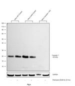 Caveolin 1 Antibody in Western Blot (WB)