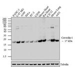 Caveolin 1 Antibody in Western Blot (WB)