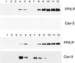 Caveolin 3 Antibody in Western Blot (WB)