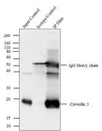 Caveolin 3 Antibody in Immunoprecipitation (IP)