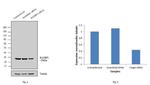 RANBP1 Antibody in Western Blot (WB)