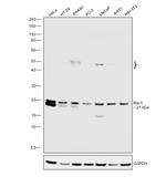 RAC1 Antibody in Western Blot (WB)