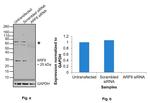 ARF6 Antibody in Western Blot (WB)