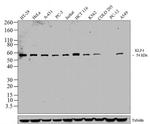 KLF4 Antibody in Western Blot (WB)