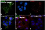 LIN28A Antibody in Immunocytochemistry (ICC/IF)