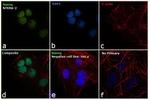 Nanog Antibody in Immunocytochemistry (ICC/IF)