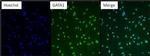 GATA1 Antibody in Immunocytochemistry (ICC/IF)