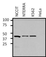 GATA1 Antibody in Western Blot (WB)