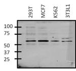 GATA6 Antibody in Western Blot (WB)