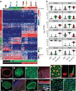 GATA2 Antibody in Immunocytochemistry (ICC/IF)