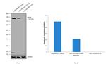 NEFM Antibody in Western Blot (WB)