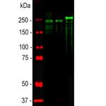 NF-H Antibody in Western Blot (WB)