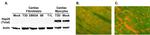 Vimentin Antibody in Immunocytochemistry (ICC/IF)