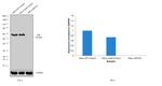 Vimentin Antibody