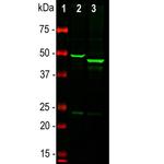 GFAP Antibody in Western Blot (WB)