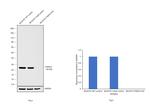 PGP9.5 Antibody