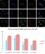 NF-H Antibody in Immunocytochemistry (ICC/IF)