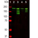 NF-H Antibody in Western Blot (WB)