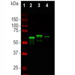 alpha Internexin Antibody in Western Blot (WB)