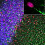 GFAP Antibody in Immunocytochemistry (ICC/IF)