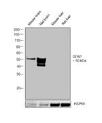 GFAP Antibody in Western Blot (WB)