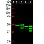 GFAP Antibody in Western Blot (WB)