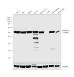 Coronin 1A Antibody in Western Blot (WB)