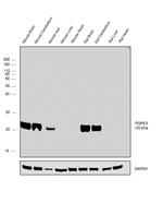 PGP9.5 Antibody