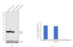 PGP9.5 Antibody in Western Blot (WB)