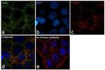 GRB2 Antibody in Immunocytochemistry (ICC/IF)