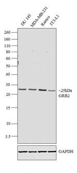 GRB2 Antibody in Western Blot (WB)