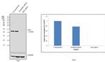 GRB2 Antibody in Western Blot (WB)