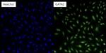 GATA2 Antibody in Immunocytochemistry (ICC/IF)