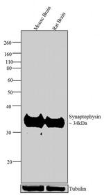 Synaptophysin Antibody in Western Blot (WB)