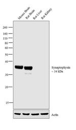 Synaptophysin Antibody in Western Blot (WB)