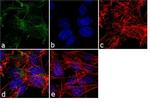 Resistin Antibody in Immunocytochemistry (ICC/IF)