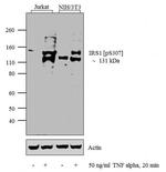 Phospho-IRS1 (Ser307) Antibody in Western Blot (WB)