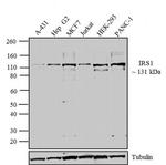 IRS1 Antibody in Western Blot (WB)