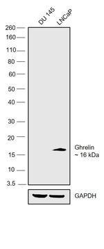 Ghrelin Antibody