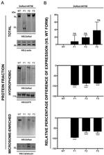 EGFR Antibody in Western Blot (WB)