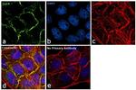 EGFR Antibody in Immunocytochemistry (ICC/IF)