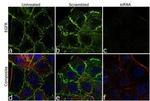 EGFR Antibody in Immunocytochemistry (ICC/IF)