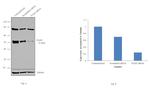 PAX8 Antibody in Western Blot (WB)