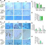 GnRH1 Antibody in Immunohistochemistry (Paraffin) (IHC (P))