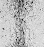 GnRH1 Antibody in Immunohistochemistry (IHC)